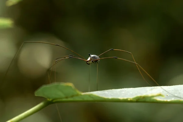 Existem Muitos Tipos Aranhas Que Vivem Várias Cores Formas Bem — Fotografia de Stock