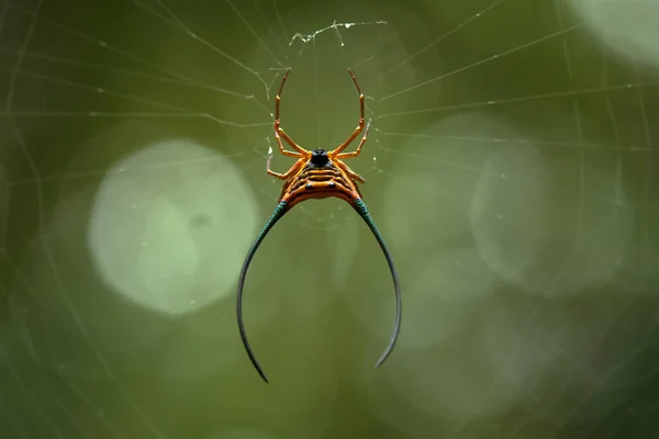 Existem Muitos Tipos Aranhas Que Vivem Várias Cores Formas Bem — Fotografia de Stock