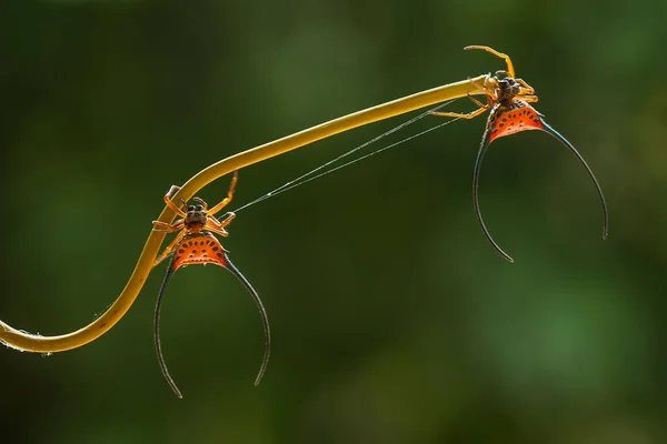 Hay Muchos Tipos Arañas Que Viven Varios Colores Formas Así — Foto de Stock