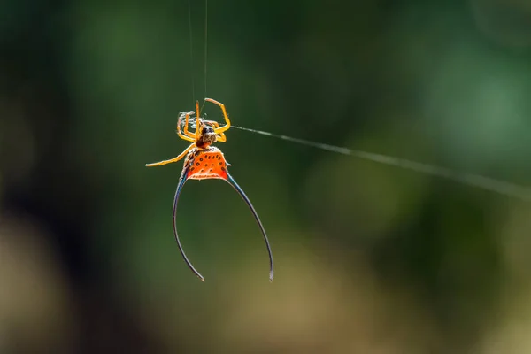 Існує Багато Типів Павуків Які Живуть Різних Кольорах Формах Також — стокове фото