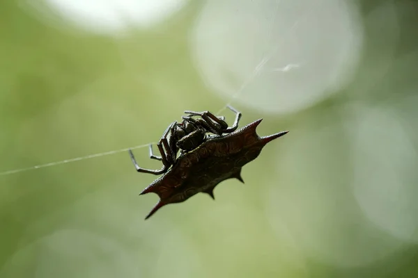 Existe Nombreux Types Araignées Qui Vivent Dans Différentes Couleurs Formes — Photo