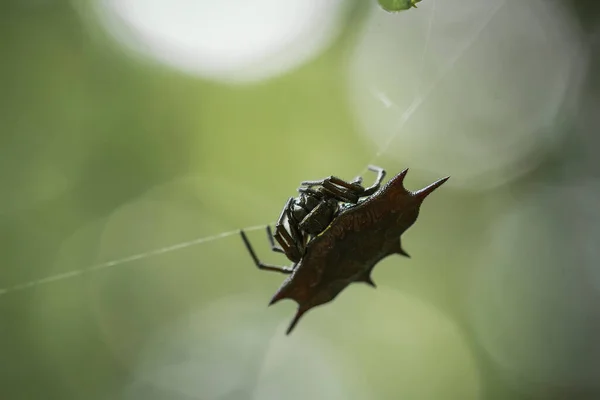 Existem Muitos Tipos Aranhas Que Vivem Várias Cores Formas Bem — Fotografia de Stock