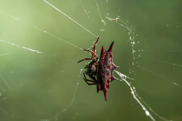 Existem Muitos Tipos Aranhas Que Vivem Várias Cores Formas Bem — Fotografia de Stock