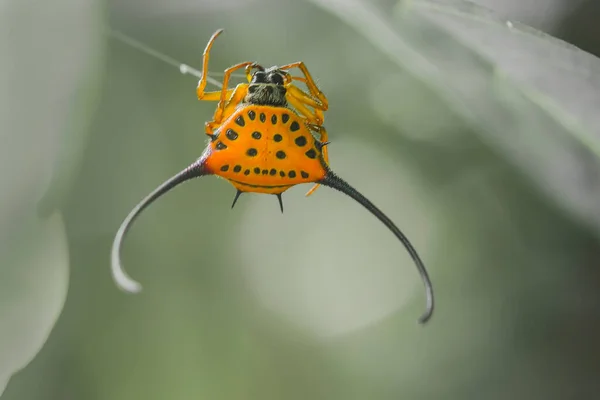 Zijn Vele Soorten Spinnen Die Leven Verschillende Kleuren Vormen Evenals — Stockfoto