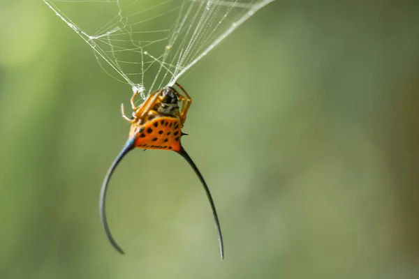 Existe Nombreux Types Araignées Qui Vivent Dans Différentes Couleurs Formes — Photo