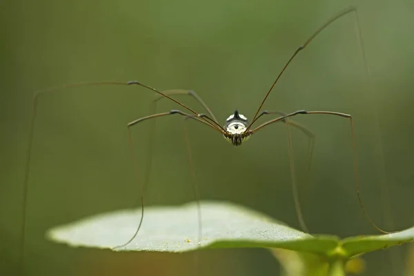 Çeşitli Renkte Şekillerde Yaşayan Örümceklerin Çoğu Her Zaman Midesinde Üretilen — Stok fotoğraf