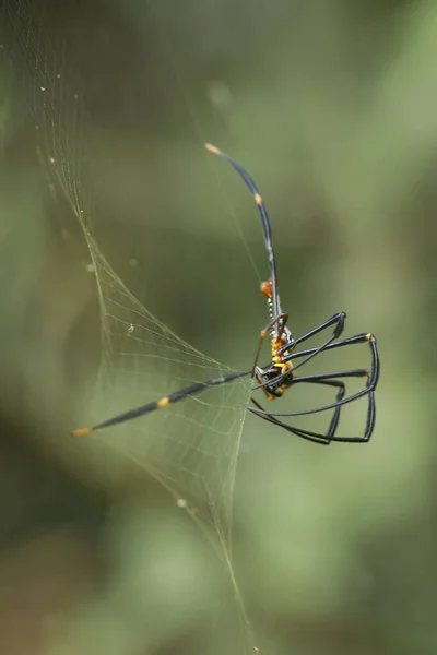 Existe Nombreux Types Araignées Qui Vivent Dans Différentes Couleurs Formes — Photo