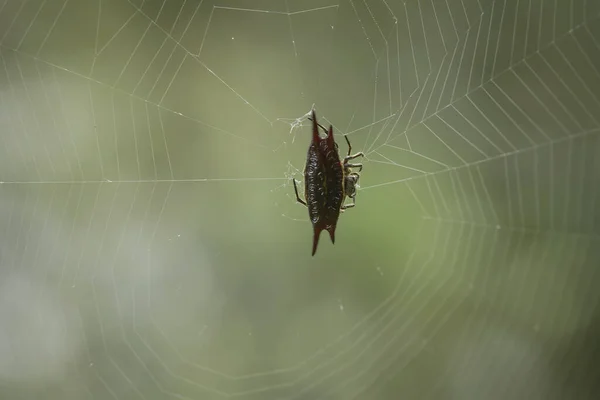 Existem Muitos Tipos Aranhas Que Vivem Várias Cores Formas Bem — Fotografia de Stock