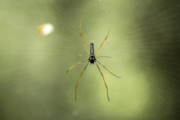 Zijn Vele Soorten Spinnen Die Leven Verschillende Kleuren Vormen Evenals — Stockfoto