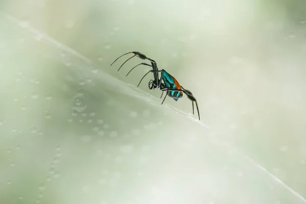 Gibt Viele Arten Von Spinnen Die Verschiedenen Farben Und Formen — Stockfoto