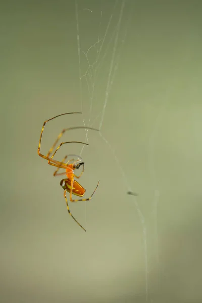 Existe Nombreux Types Araignées Qui Vivent Dans Différentes Couleurs Formes — Photo