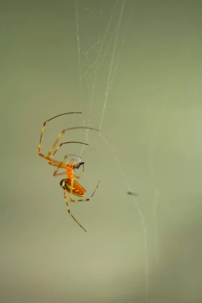 Existem Muitos Tipos Aranhas Que Vivem Várias Cores Formas Bem — Fotografia de Stock