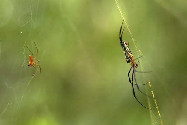 Existem Muitos Tipos Aranhas Que Vivem Várias Cores Formas Bem — Fotografia de Stock