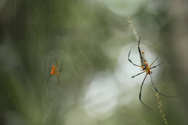 Existe Nombreux Types Araignées Qui Vivent Dans Différentes Couleurs Formes — Photo