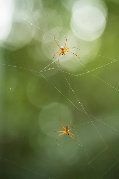 모양뿐만아니라 종류의 거미가 있습니다 대부분의 거미는 안쪽에서 만들어 거미줄로 거미줄을 — 스톡 사진