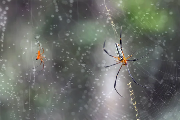 Existe Nombreux Types Araignées Qui Vivent Dans Différentes Couleurs Formes — Photo