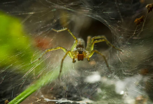 Existem Muitos Tipos Aranhas Que Vivem Várias Cores Formas Bem — Fotografia de Stock