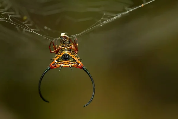 Existuje Mnoho Typů Pavouků Kteří Žijí Různých Barvách Tvarech Stejně — Stock fotografie