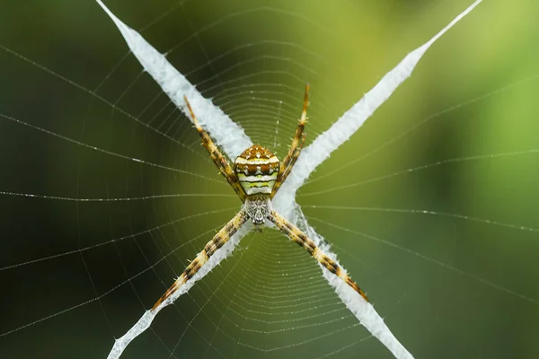 有许多种类的蜘蛛生活在不同的颜色和形状中 而且种类繁多 大多数蜘蛛都是用它们肚子里产生的线做成蜘蛛网的 这很不寻常 — 图库照片