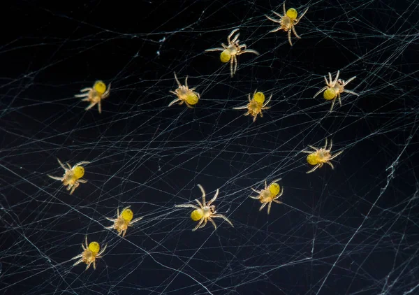 Sono Molti Tipi Ragni Che Vivono Vari Colori Forme Così — Foto Stock