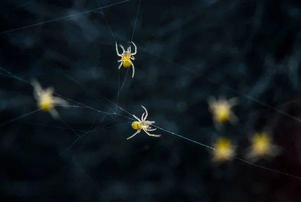 Zijn Vele Soorten Spinnen Die Leven Verschillende Kleuren Vormen Evenals — Stockfoto