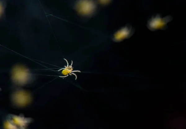 Zijn Vele Soorten Spinnen Die Leven Verschillende Kleuren Vormen Evenals — Stockfoto