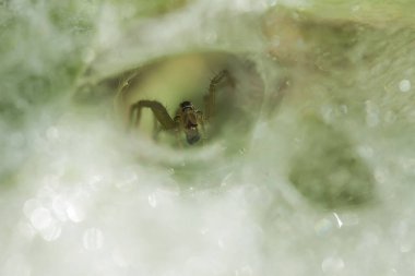 Çeşitli renkte ve şekillerde yaşayan örümceklerin çoğu her zaman midesinde üretilen ipliklerden örümcek ağı yaparlar, ki bu çok olağanüstüdür..