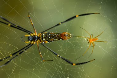 Çeşitli renkte ve şekillerde yaşayan örümceklerin çoğu her zaman midesinde üretilen ipliklerden örümcek ağı yaparlar, ki bu çok olağanüstüdür..