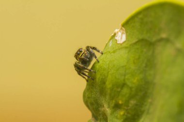 Çeşitli renkte ve şekillerde yaşayan örümceklerin çoğu her zaman midesinde üretilen ipliklerden örümcek ağı yaparlar, ki bu çok olağanüstüdür..