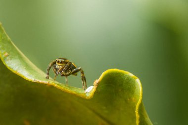 Çeşitli renkte ve şekillerde yaşayan örümceklerin çoğu her zaman midesinde üretilen ipliklerden örümcek ağı yaparlar, ki bu çok olağanüstüdür..