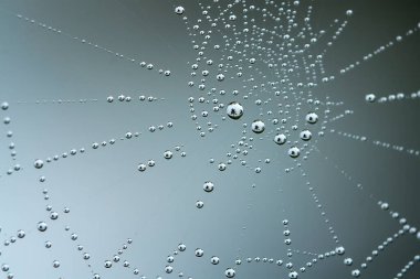Çeşitli renkte ve şekillerde yaşayan örümceklerin çoğu her zaman midesinde üretilen ipliklerden örümcek ağı yaparlar, ki bu çok olağanüstüdür..