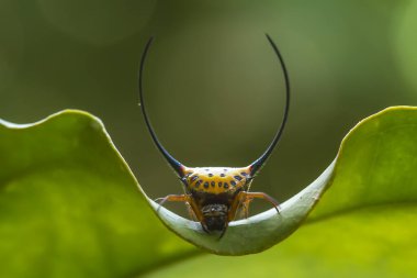 Çeşitli renkte ve şekillerde yaşayan örümceklerin çoğu her zaman midesinde üretilen ipliklerden örümcek ağı yaparlar, ki bu çok olağanüstüdür..