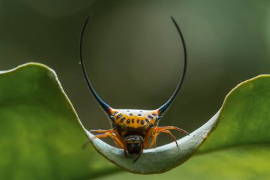 Çeşitli renkte ve şekillerde yaşayan örümceklerin çoğu her zaman midesinde üretilen ipliklerden örümcek ağı yaparlar, ki bu çok olağanüstüdür..