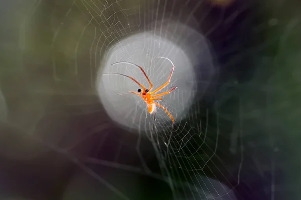 有许多种类的蜘蛛生活在不同的颜色和形状中 而且种类繁多 大多数蜘蛛都是用它们肚子里产生的线做成蜘蛛网的 这很不寻常 — 图库照片