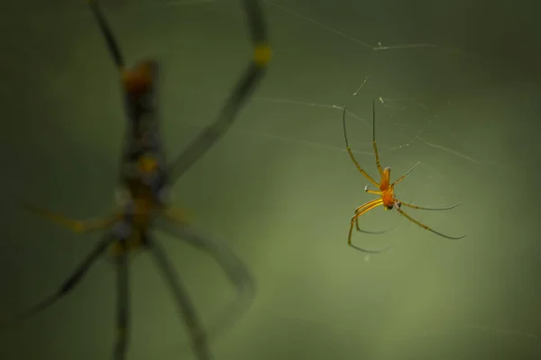 Існує Багато Типів Павуків Які Живуть Різних Кольорах Формах Також — стокове фото