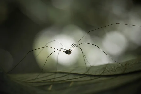 모양뿐만아니라 종류의 거미가 있습니다 대부분의 거미는 안쪽에서 만들어 거미줄로 거미줄을 — 스톡 사진