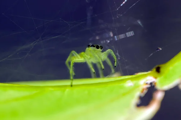 Existem Muitos Tipos Aranhas Que Vivem Várias Cores Formas Bem — Fotografia de Stock