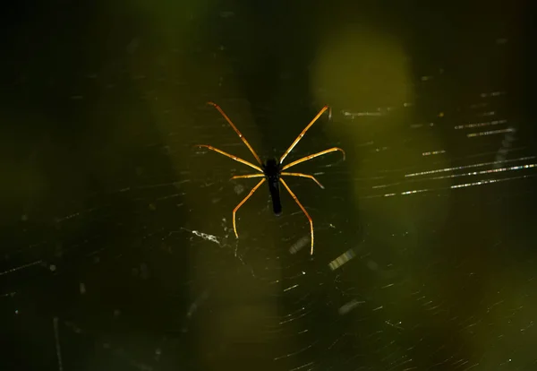 Existem Muitos Tipos Aranhas Que Vivem Várias Cores Formas Bem — Fotografia de Stock