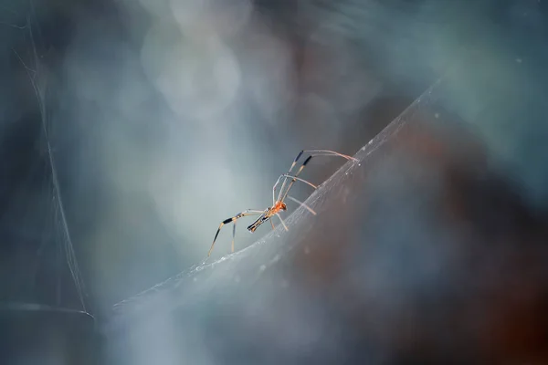 Existem Muitos Tipos Aranhas Que Vivem Várias Cores Formas Bem — Fotografia de Stock