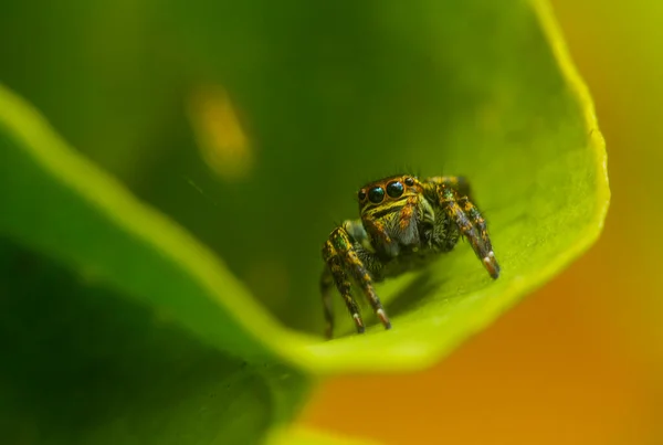 Many Types Spiders Live Various Colors Shapes Well Various Most — Stock Photo, Image