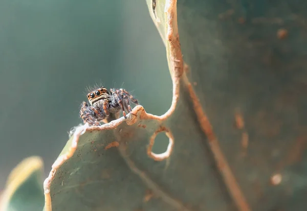 Existem Muitos Tipos Aranhas Que Vivem Várias Cores Formas Bem — Fotografia de Stock