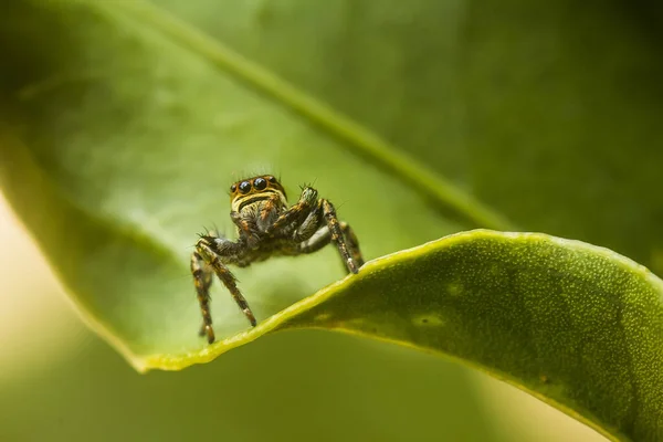 Hay Muchos Tipos Arañas Que Viven Varios Colores Formas Así —  Fotos de Stock