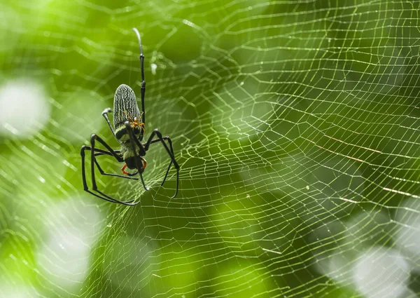 Sokféle Pókok Élnek Különböző Színek Formák Valamint Különböző Legtöbbjük Mindig — Stock Fotó