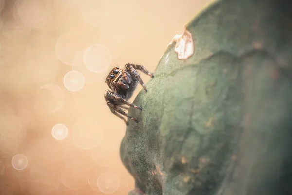 Existem Muitos Tipos Aranhas Que Vivem Várias Cores Formas Bem — Fotografia de Stock