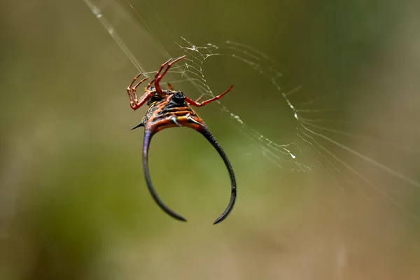 Existem Muitos Tipos Aranhas Que Vivem Várias Cores Formas Bem — Fotografia de Stock