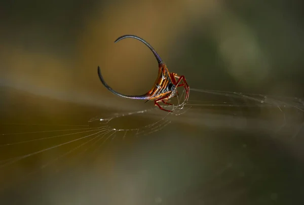 様々な色や形をしたクモがたくさん生息していますが そのほとんどは常に胃の中から生産された糸からクモの巣を作っています — ストック写真
