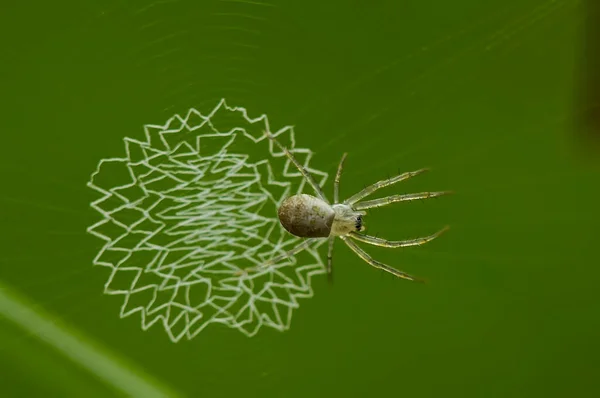 Existem Muitos Tipos Aranhas Que Vivem Várias Cores Formas Bem — Fotografia de Stock