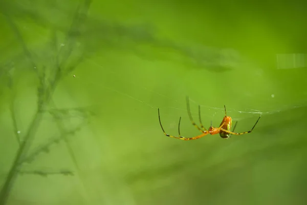 Existem Muitos Tipos Aranhas Que Vivem Várias Cores Formas Bem — Fotografia de Stock