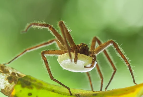 Many Types Spiders Live Various Colors Shapes Well Various Most — Stock Photo, Image