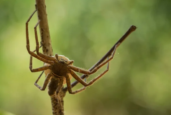 Many Types Spiders Live Various Colors Shapes Well Various Most — Stock Photo, Image